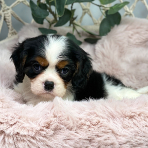 Cavalier King Charles Spaniel Puppy Woody