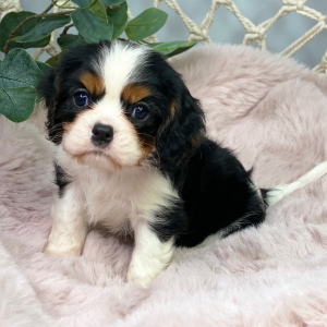 Cavalier King Charles Spaniel Puppy Woody