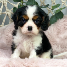 Cavalier King Charles Spaniel Puppy Woody