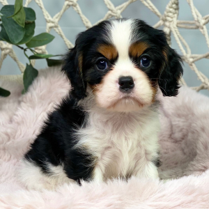 Cavalier King Charles Spaniel Puppy Woody