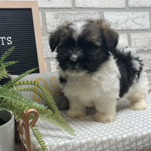 Havanese Puppy Lester