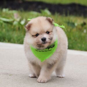 Pomeranian Puppy Lucas