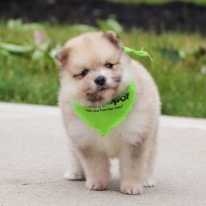 Pomeranian Puppy Lucas
