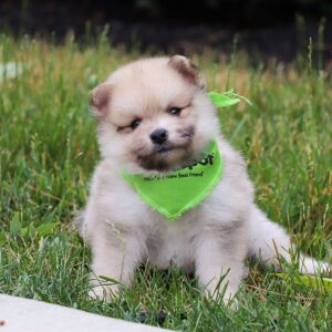 Pomeranian Puppy Lucas