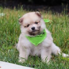 Pomeranian Puppy Lucas