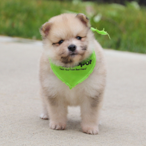 Pomeranian Puppy Lucas