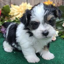 Yorkshire Terrier Puppy Oscar