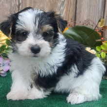 Yorkshire Terrier Puppy Oscar