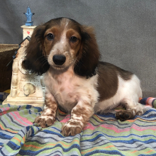 Dachshund Puppy Benny