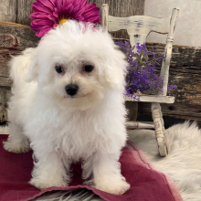 Bichon Frise Puppy Brinlee