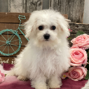Bichon Frise Puppy Brinlee
