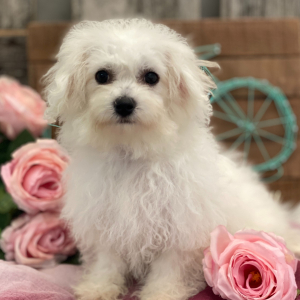 Bichon Frise Puppy Brinlee