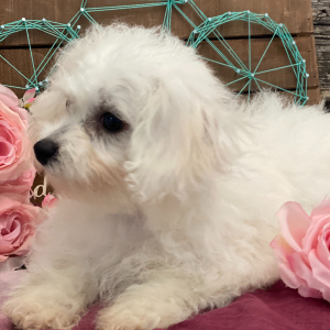 Bichon Frise Puppy Brinlee
