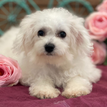 Bichon Frise Puppy Brinlee