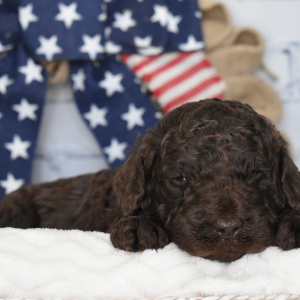 Labradoodle Puppy Lenny