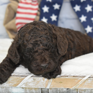 Labradoodle Puppy Lenny