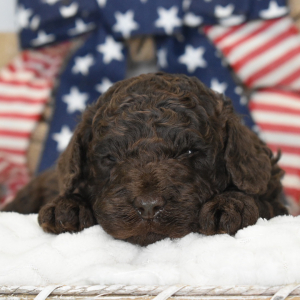 Labradoodle Puppy Lenny