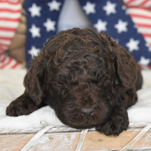 Labradoodle Puppy Lenny