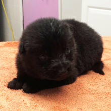 German Shepherd Dog Puppy Lil Brave