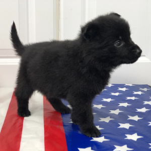 German Shepherd Dog Puppy Lil Brave