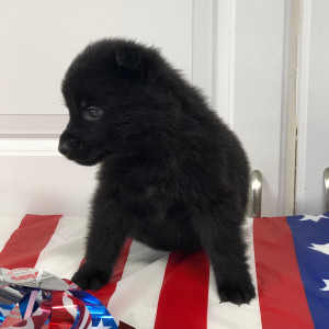 German Shepherd Dog Puppy Lil Brave