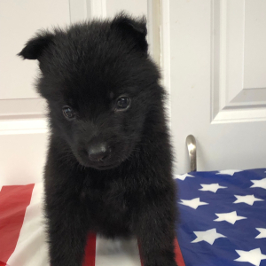 German Shepherd Dog Puppy Lil Brave