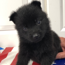 German Shepherd Dog Puppy Lil Brave
