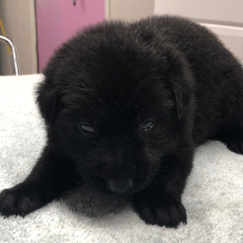 German Shepherd Dog Puppy Earlecia