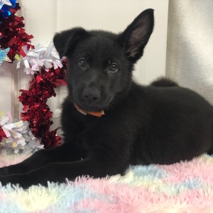 German Shepherd Dog Puppy Earlecia