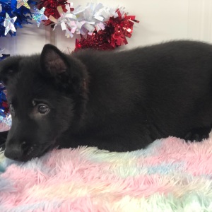 German Shepherd Dog Puppy Earlecia