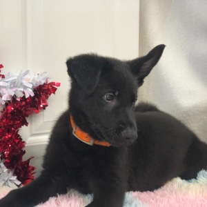 German Shepherd Dog Puppy Earlecia
