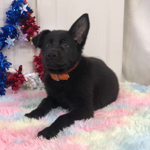 German Shepherd Dog Puppy Earlecia