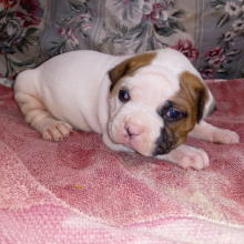 American Bulldog Puppy Alex