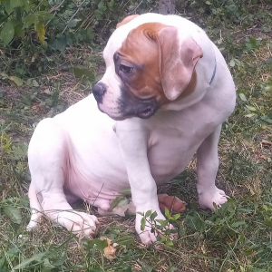American Bulldog Puppy Alex