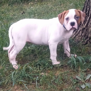 American Bulldog Puppy Alex