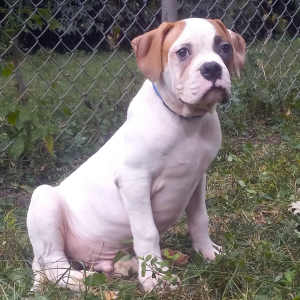 American Bulldog Puppy Alex