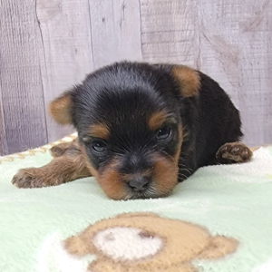 Yorkshire Terrier Puppy Ivy