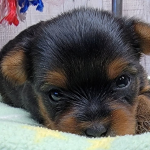 Yorkshire Terrier Puppy Ivy