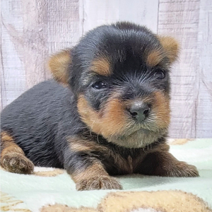Yorkshire Terrier Puppy Ivy