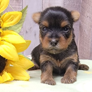 Yorkshire Terrier Puppy Ivy