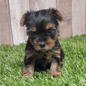 Yorkshire Terrier Puppy Ivy