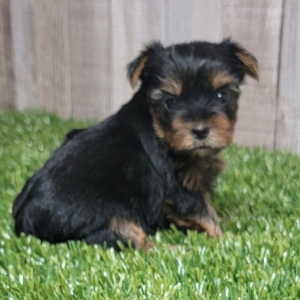 Yorkshire Terrier Puppy Ivy