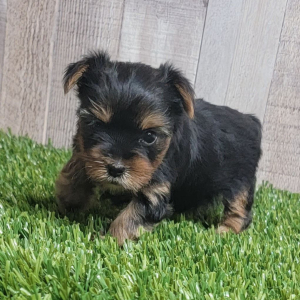 Yorkshire Terrier Puppy Ivy