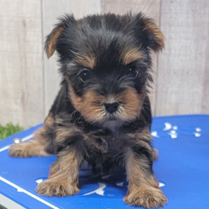 Yorkshire Terrier Puppy Ivy