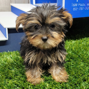 Yorkshire Terrier Puppy Ivy