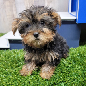 Yorkshire Terrier Puppy Ivy