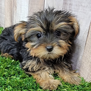 Yorkshire Terrier Puppy Ivy