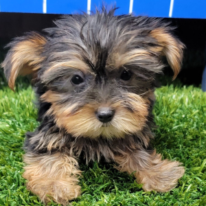 Yorkshire Terrier Puppy Ivy