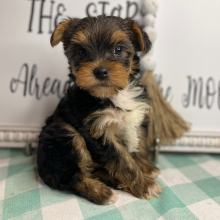 Yorkshire Terrier Puppy Frankie
