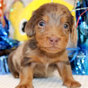 Dachshund Puppy Isaac